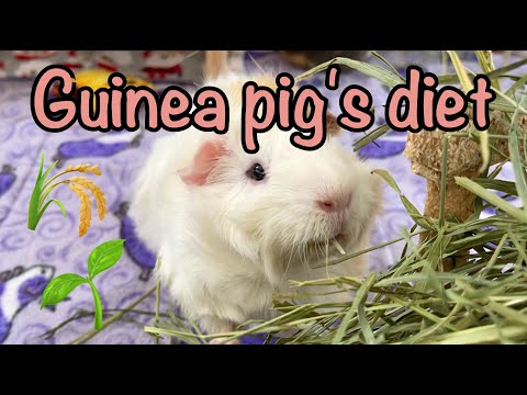 The diet of guinea pigs - What they should eat!