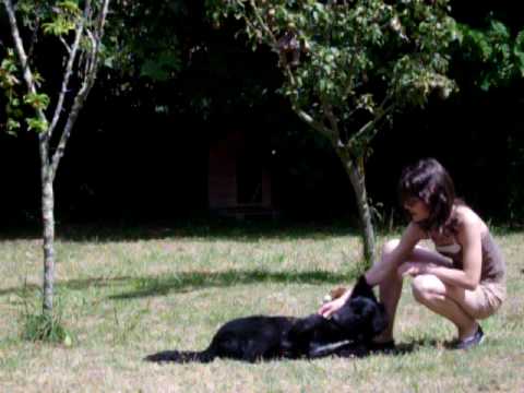 Apprendre a son chien a faire le mort - YouTube Apprendre a son chien a faire le mort - YouTube