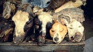 DOG HEADS & CATS used in VOODOO MEDICINE!!