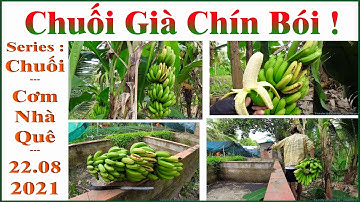 Chuối Già Chín Bói !.. ( Series : Chuối !.. Series : Vườn Nhà Tui !.. _ 22.08.2021_15.07.2021 al).