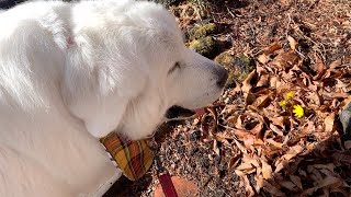のんびりしていたら雨が上がり、のんびりお散歩していたら福寿草が咲きました　Great Pyrenees　グレートピレニーズ