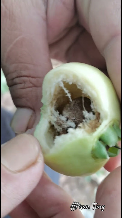 Jambu Mawar Kuning@Jambu Mawar @Syzygium jambos @Yellow rose apple@蒲桃 @香果@水石榴@水葡萄 @ชมพู่น้ำดอกไม้