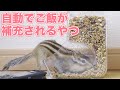 自動エサやり器をシマリスが使った結果がこちらです
