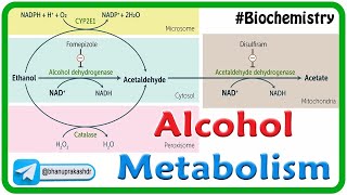 Alcohol Metabolism🍷: Ethanol Breakdown in Medical Biochemistry USMLE Step 1 - Dr. G Bhanu Prakash 🧠