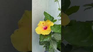 Hibiscus plant of little garden
