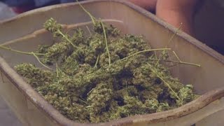 Why Rep. Dana Rohrabacher Advocates for Medical Marijuana Why Rep. Dana Rohrabacher Advocates for Medical Marijuana