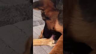 #k9 #germanshepherd #malinois #puppy #овчарка #doglife #Jesi