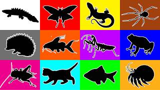 My Pets: Praying Mantis, Spider, Lizard, Hedgehog, Cricket, Hermit Crab, Butterfly, Fish, Frog