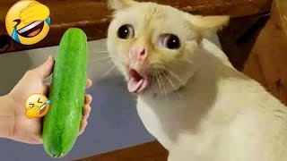 New Funny Cats and Dogs Videos  Best Funniest Animals Video 2024 # 20