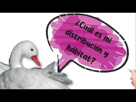 Video: ¿Qué tan grande es un cisne coscoroba?