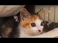 【保護猫】初めてのカリカリごはんに大喜び！思わず喋りながら食べてしまうほど美味しかった子猫たち
