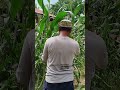 Panen Jagung yang Rebah terkena badai