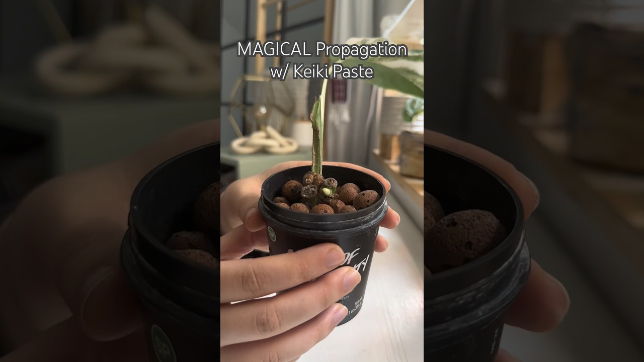 MAGICAL Keiki Paste Results #shorts #plants #propagation #houseplants # monstera - YouTube