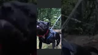 Resistance Training With Pitbulls