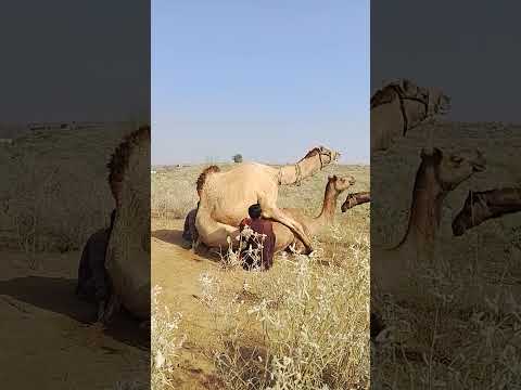التزاوج الطبيعي للج مال أسرار التكاثر في قلب الصحراء 