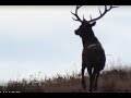 Archery elk hunting with russ meyer  big bull down