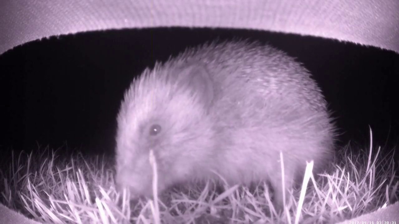 hedgehog night vision camera