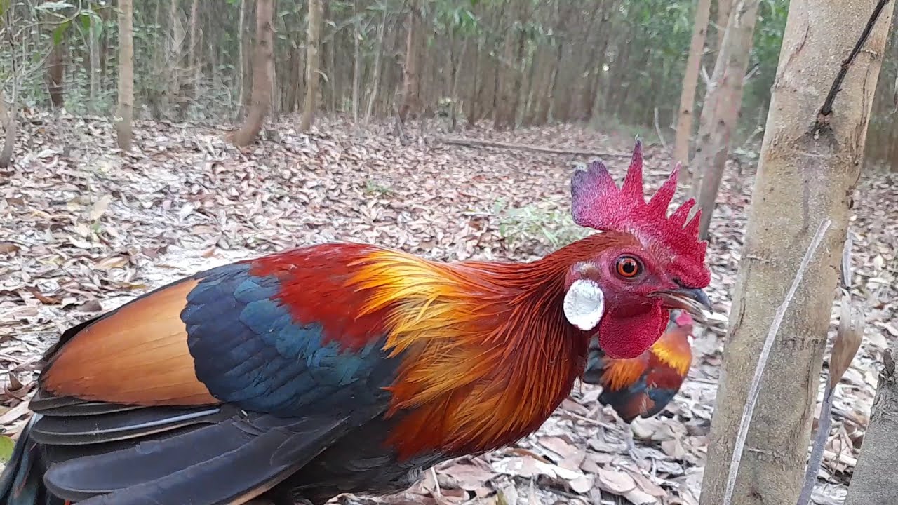 Bẫy Gà Rừng - Lần Đầu Gặp Con Bổi Già Quá Sung | Hoàng Tây