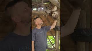 Man Pets a Sloth Enjoying a Snack As It Holds Onto a Branch