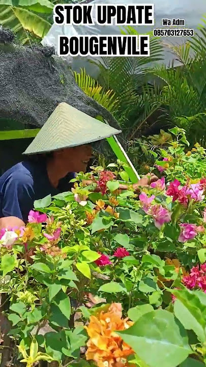 Langsung WA admin 085703127653