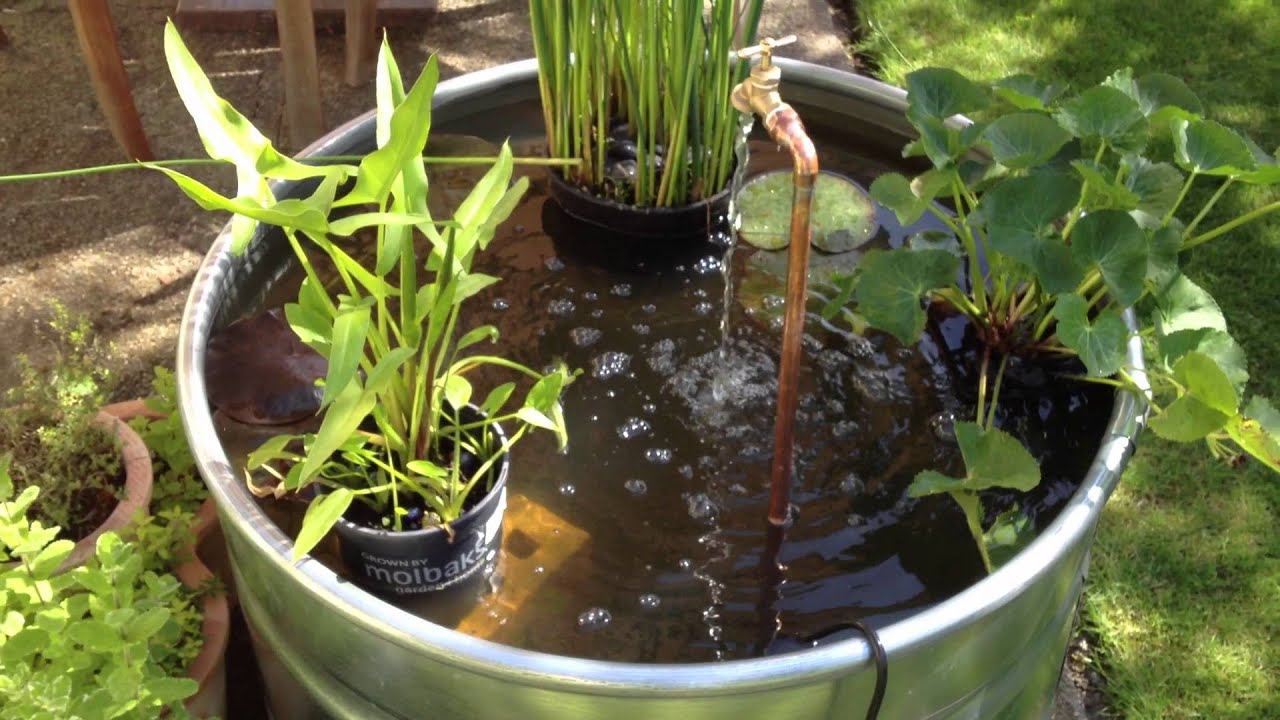 My stock tank pond