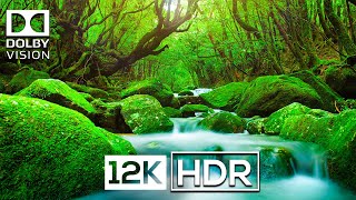 Real 12K Hdr 120  Fps - Dolby Vision | Calming Music (Color Life)