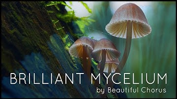 Beautiful Chorus - Brilliant Mycelium (Official Lyric Video)