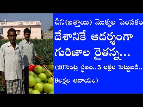 చీని(బత్తాయి) మొక్కల పెంపకం... దేశానికే ఆదర్శంగా గురిజాల రైతన్నలు