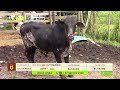Tu vitrina ganadera- TvAgro por Juan Gonzalo Angel