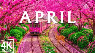 Spring in April 4K – The Peak Bloom Season 2026 🌸 Cherry Blossoms, Lavender Hills & Colorful Nature