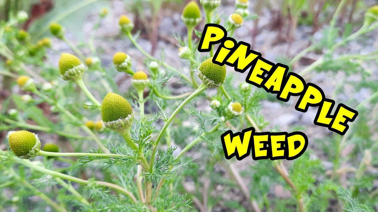 Pineappleweed or Pineapple Weed: Identification and Medicinal Uses