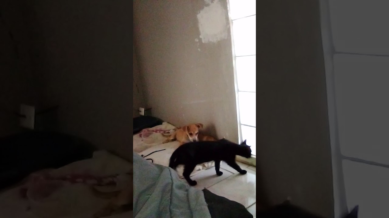 Cat meet dog lol 
