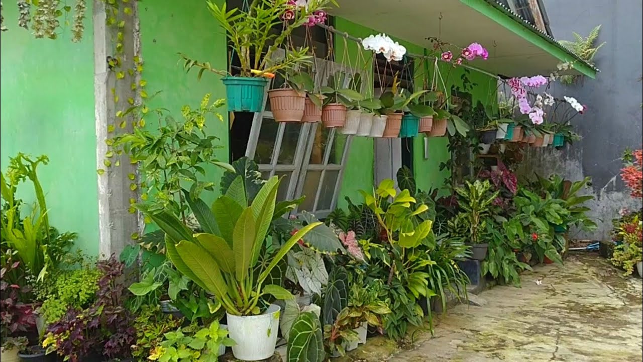 TERAS ASRI DIDESA|TANAMAN HIAS DIDEPAN RUMAH - YouTube