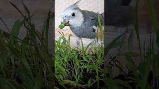 graminha para calopsita #aves #pets #calopsita