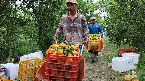 Thực hiện hiệu quả Đề án tái cơ cấu ngành nông nghiệp