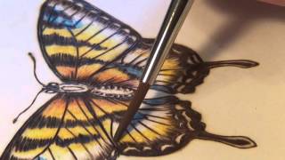 Pyrography Butterfly on Paper