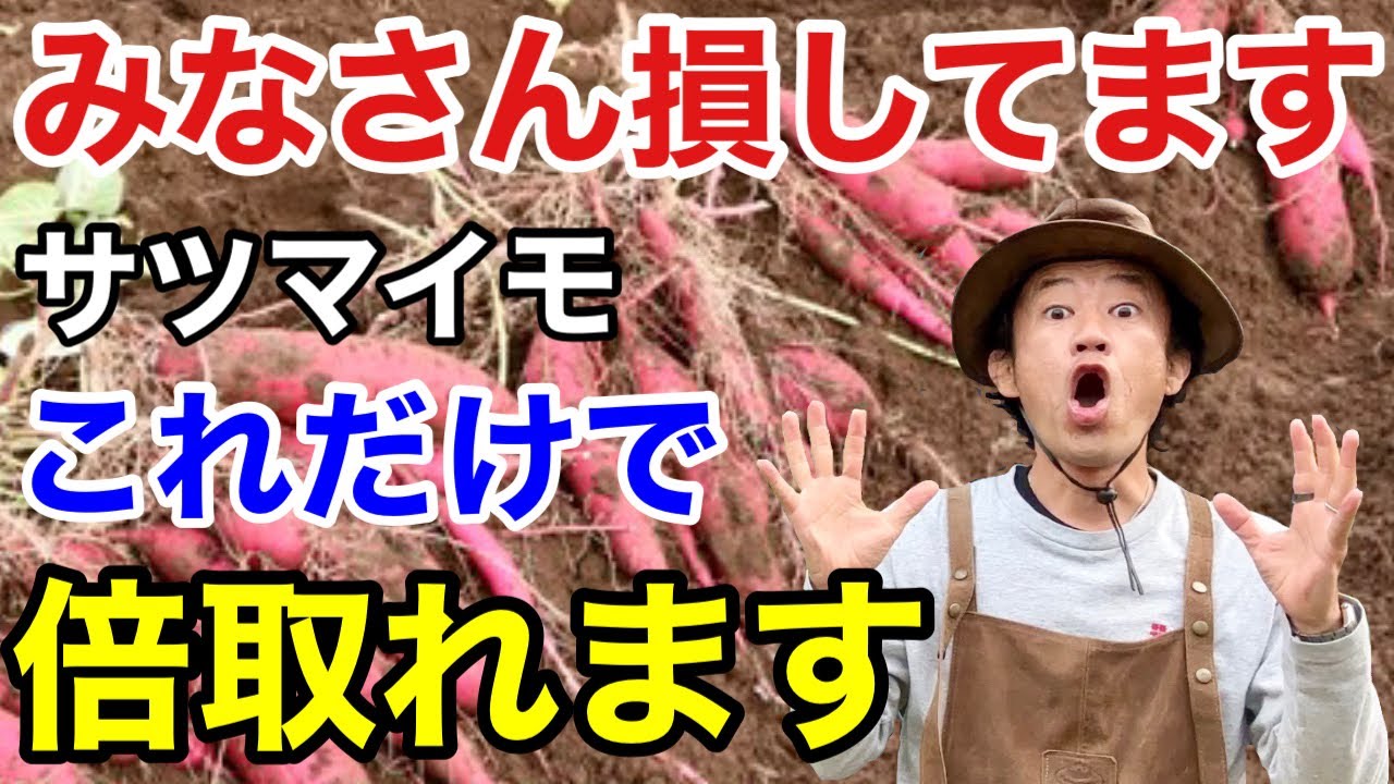 【満足度120%】誰でもできるサツマイモの賢い育て方教えます　　　　　【カーメン君】【園芸】【家庭菜園】