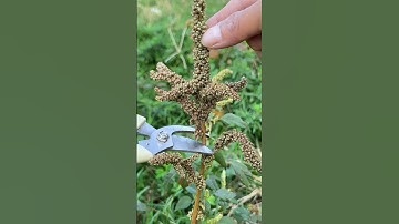 Rajgira: Precious plant which we ignore! || #shorts #farming