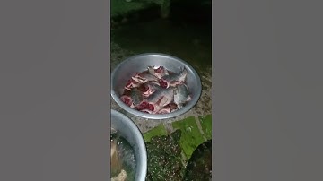 mổ cá rô phi mãi mới song