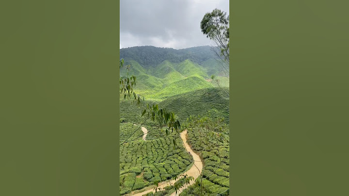مغامراتي في ماليزيا 🇲🇾| قضيت يوم رائع في حقول الشاي #سفر #سياحة #travel #اكسبلور