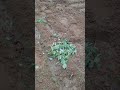 শশ গ্রাম রাত একটার সময় হাতে এসেছিল #village #farming #villagerlifestyle #dailylifevlog #subscribe