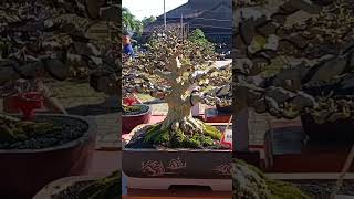 golden small grebeg bonsai bumi reog 26 #bonsai #bonsaitree #pameranbonsai #pamlokponorogo