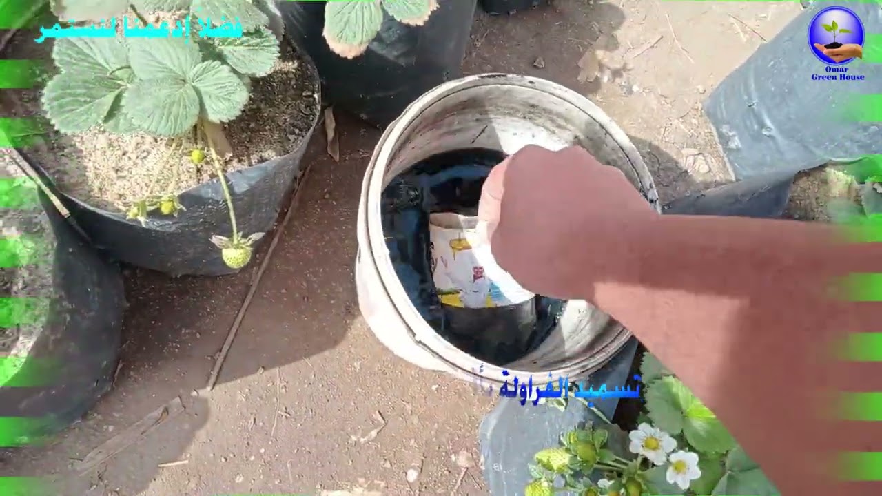 شاهد تسميد الفراولة باقوى سماد عضوى من فضلات الحمام البلدى