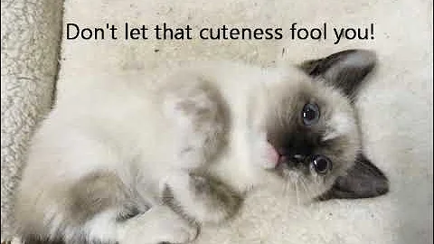 Video 3530461: cutest siamese kitten, cat