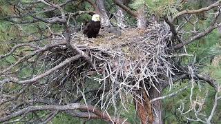 Princeton cabin and surrounding area+ eagle as it starts raining