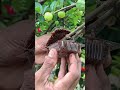 the result of air layering #grafting #bonsai #airlayering #gardening