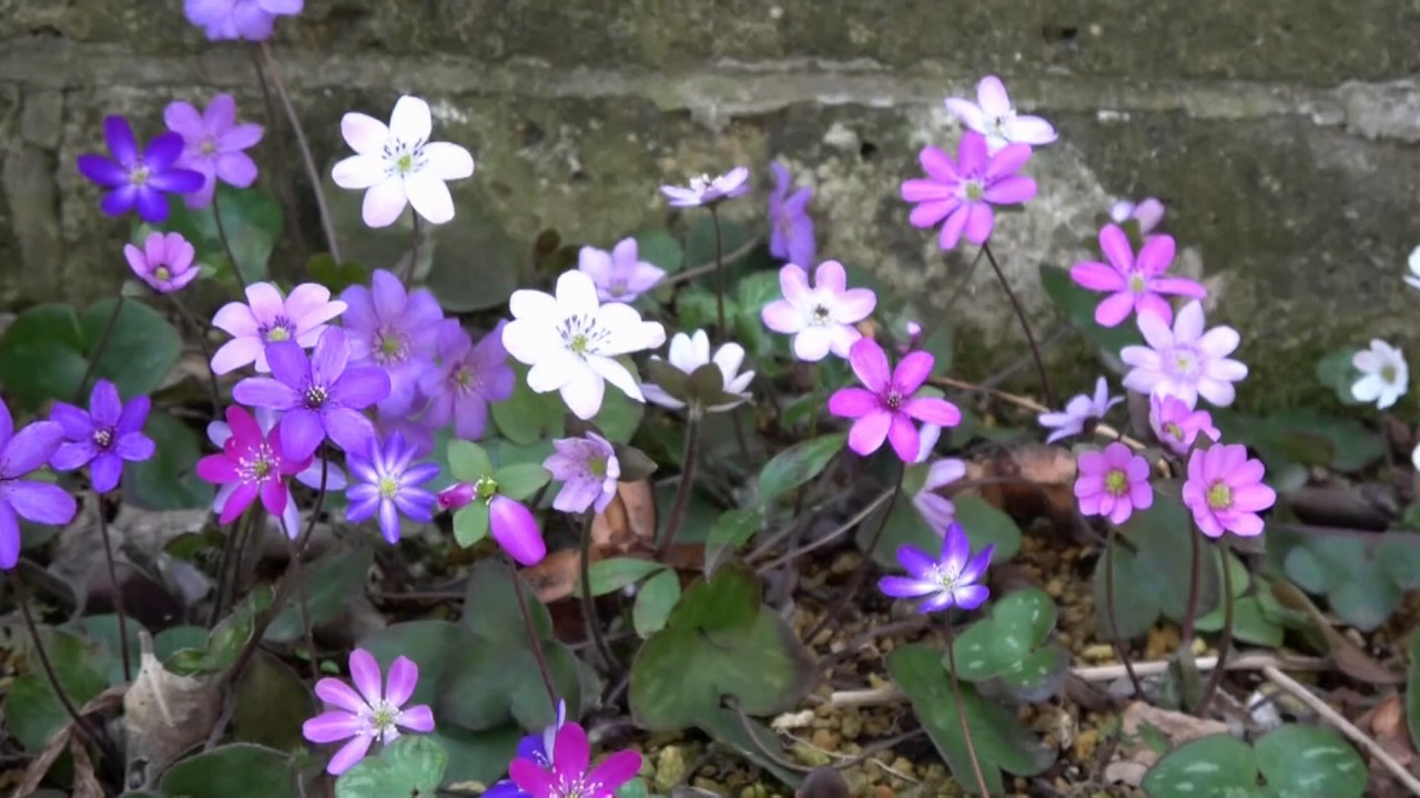 庭植えの雪割草が咲きました Hepatica Nobilis Var Japonica Youtube