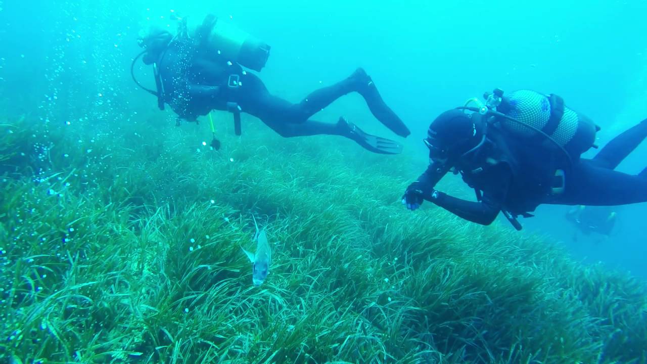 Inmersión en Cabo-Cope Calabardina. Murcia. Junio 2016