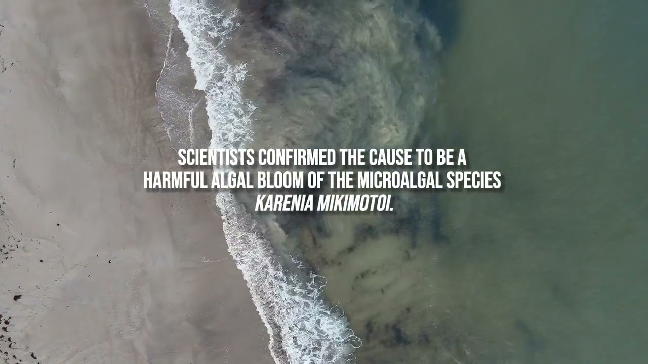 South Australia's coastline in crisis.