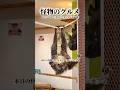 水道橋のアニタッチにあるカッピーカフェ